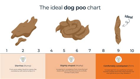 Do dogs poop more on dry food?