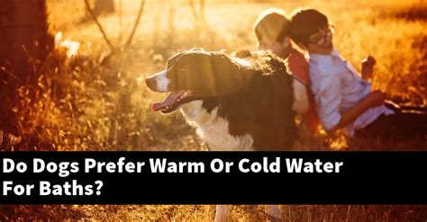 Do dogs prefer cold water?