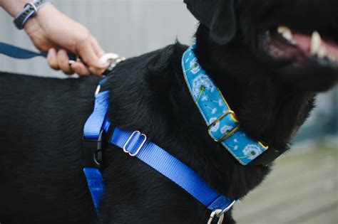 Do dogs prefer collars or harnesses?