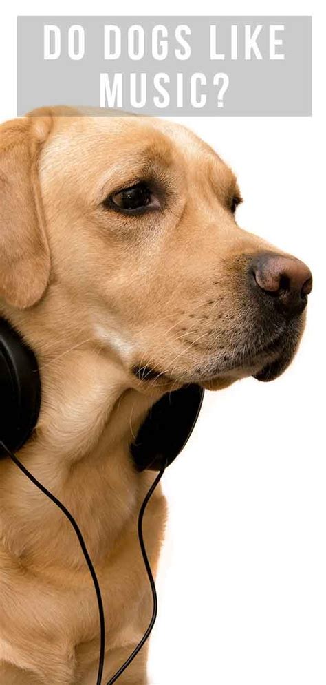 Do dogs prefer music or silence?