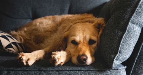 Do dogs prefer to sleep in the dark?