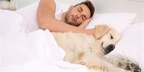Do dogs prefer to sleep with their owners?
