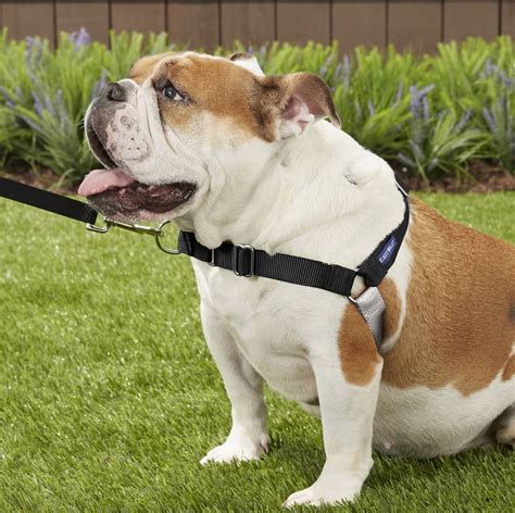 Do dogs pull less on a harness?