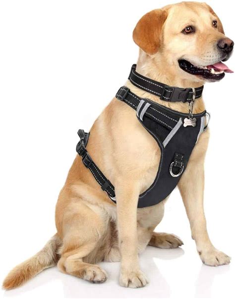 Do dogs pull more on a harness or collar?