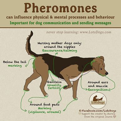 Do dogs react to human pheromones?