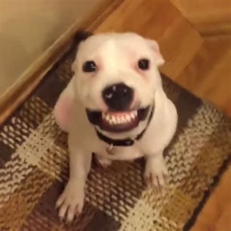 Do dogs react to smiles?