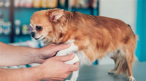 Do dogs really feel pain?