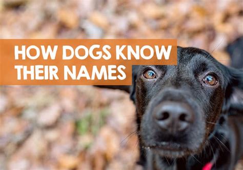 Do dogs really know their name?