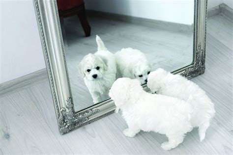 Do dogs recognize themselves in the mirror?