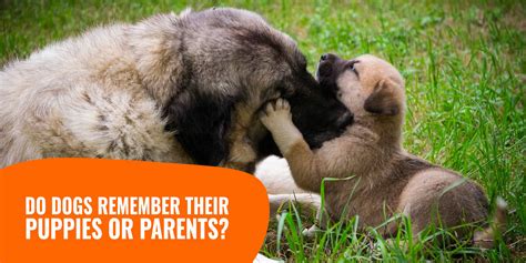Do dogs remember their dad?
