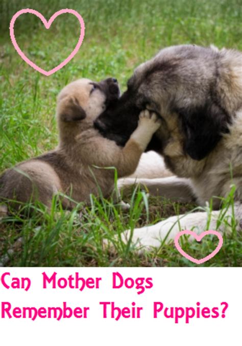 Do dogs remember their mothers?