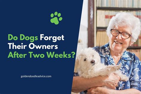 Do dogs remember their owners after 2 weeks?