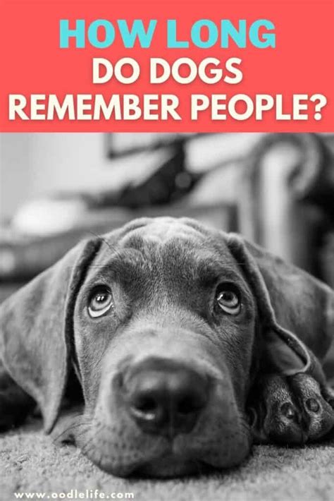 Do dogs remember you after 3 months?