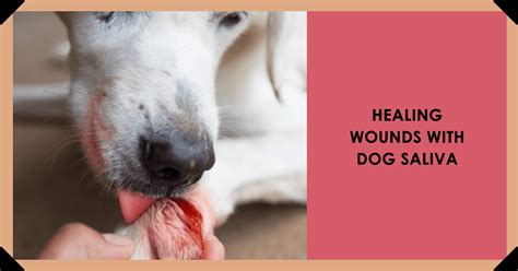 Do dogs saliva heal wounds?