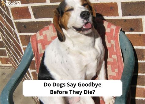 Do dogs say goodbye before they die?