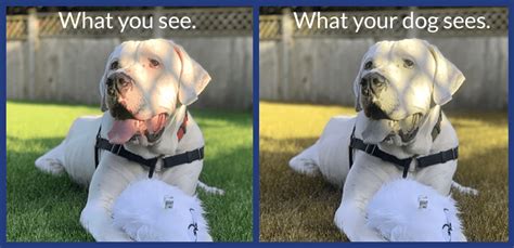 Do dogs see us as dogs?