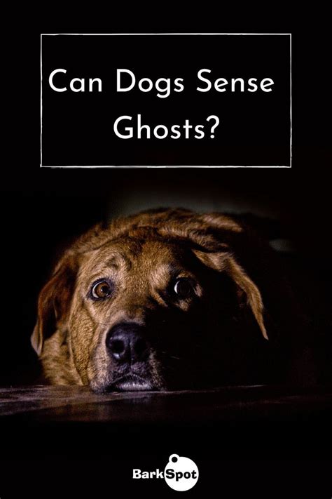 Do dogs sense ghosts?