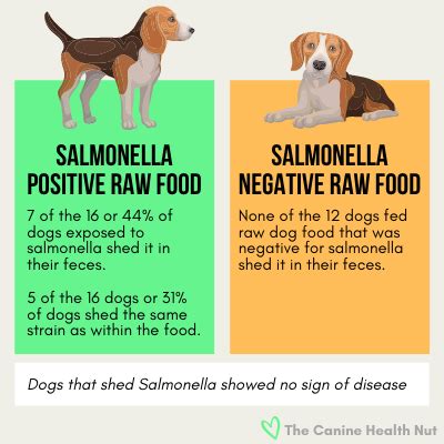 Do dogs shed salmonella?