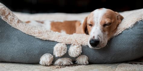 Do dogs sleep all day when home alone?