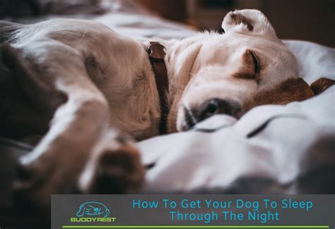 Do dogs sleep all night like humans?