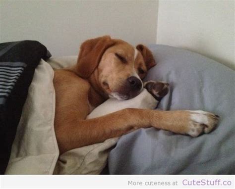 Do dogs sleep like humans?