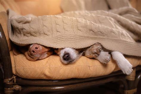 Do dogs sleep more in winter?