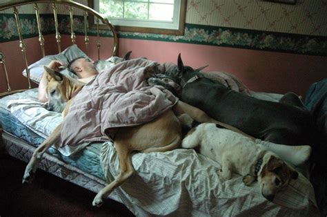 Do dogs sleep with alpha human?