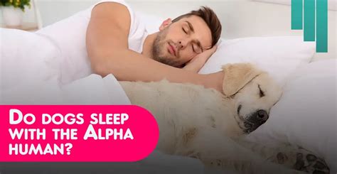 Do dogs sleep with the alpha human?