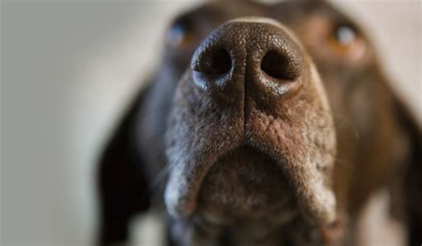 Do dogs smell human blood?