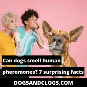 Do dogs smell human hormones?