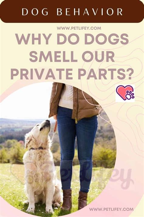 Do dogs smell private parts?