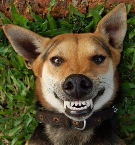 Do dogs smile or is it fear?