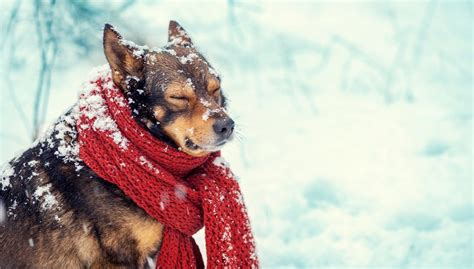 Do dogs stay warmer than humans in winter?
