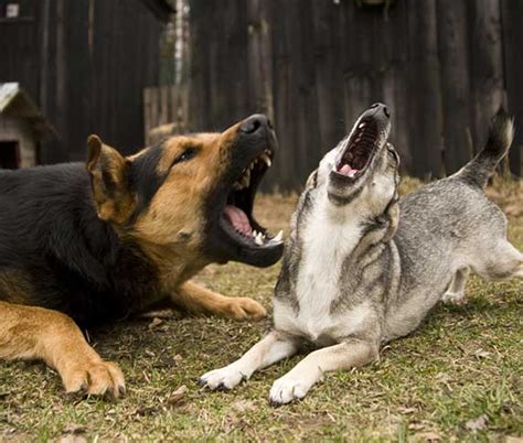 Do dogs talk to each other when they bark?