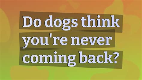 Do dogs think you're never coming back?