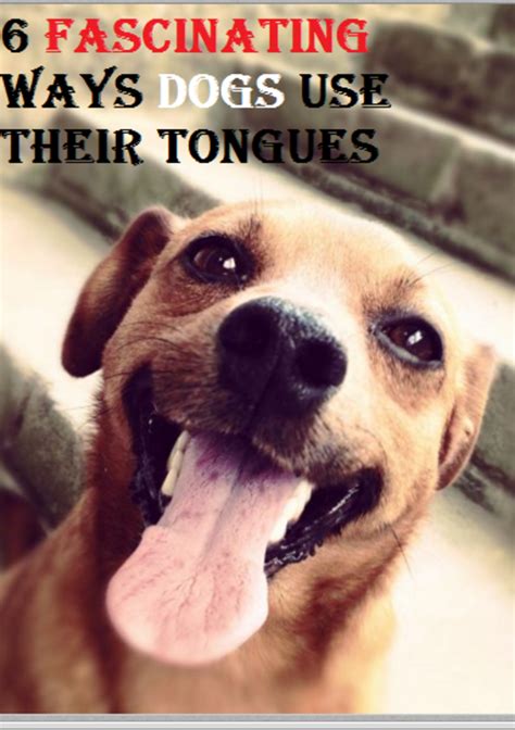 Do dogs tongues heal quickly?
