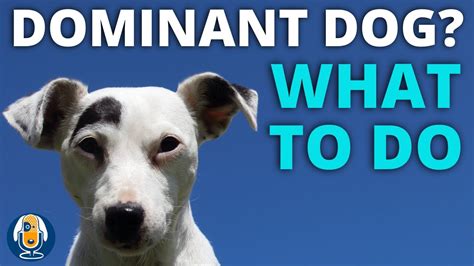 Do dogs try to dominate humans?