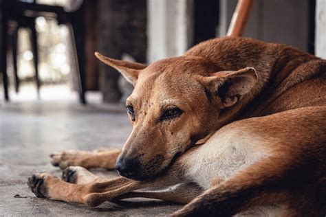 Do dogs twitch after euthanasia?