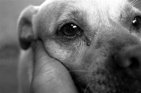 Do dogs understand human crying?