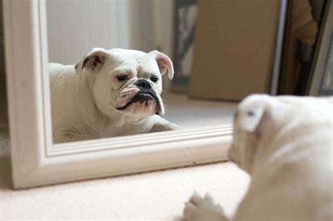 Do dogs understand mirrors?