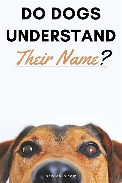 Do dogs understand their name?