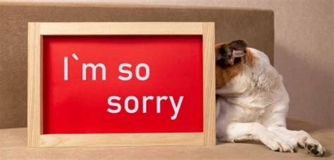 Do dogs understand when you Apologise to them?