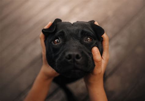 Do dogs understand your crying?