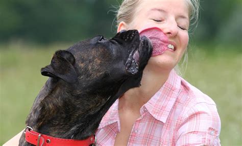 Do dogs want to be licked back?