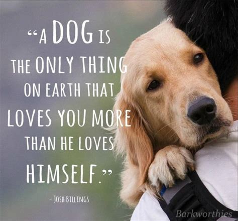 Do dogs want to find love?