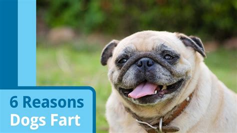 Do dogs with bloat fart?