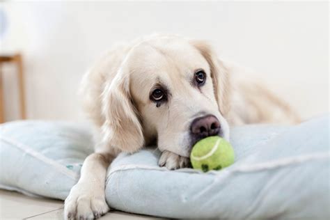Do dogs worry about their owners?
