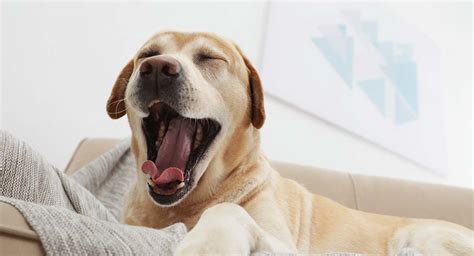 Do dogs yawn when they are tired?