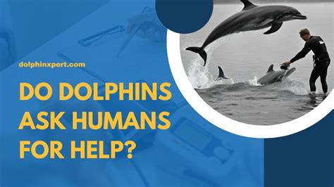 Do dolphins ask humans for help?