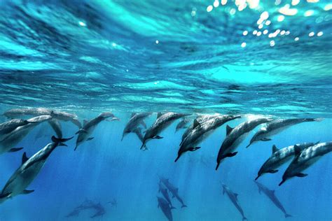 Do dolphins dive deep?